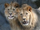 Tém dvouletí lvi berbertí Terry a Basty v olomoucké zoo na Svatém Kopeku...