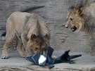 Tém dvouletí lvi berbertí Terry a Basty v olomoucké zoo na Svatém Kopeku...