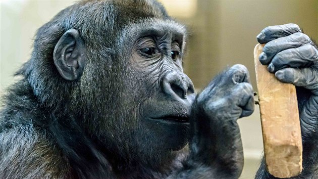 Podle nmeckch chovatel je Tano mimodn inteligentn goril sameek. Jeho pesun ze Stuttgartu do mnichovsk zoo Hellabrunn probhl v podku.