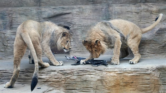 Tm dvoulet lvi berbert Terry a Basty v olomouck zoo na Svatm Kopeku ped odjezdem do zoo Liberec. Jako drek na rozlouenou dostali kartonov zvata na rozcupovn. (9. duben 2015)