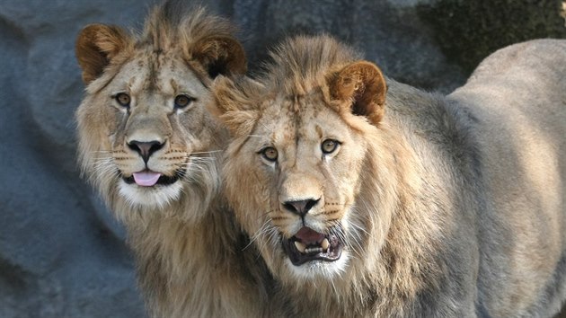 Tm dvoulet lvi berbert Terry a Basty v olomouck zoo na Svatm Kopeku ped odjezdem do zoo Liberec. Jako drek na rozlouenou dostali kartonov zvata na rozcupovn. (9. duben 2015)