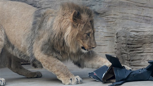 Tm dvoulet lvi berbert Terry a Basty v olomouck zoo na Svatm Kopeku ped odjezdem do zoo Liberec. Jako drek na rozlouenou dostali kartonov zvata na rozcupovn. (9. duben 2015)