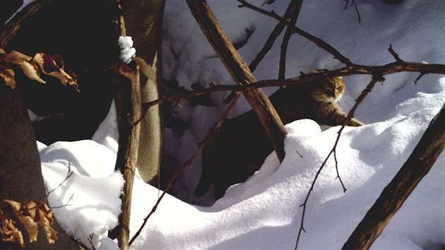 Fotopast kočku divokou přistihla, jak si užívá zimního sluníčka.