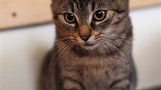 Lejla, typické útulkové kot�. V Ko�kafé na�la nový domov.