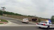 Policie v Texasu nahánla bizona v ulicích