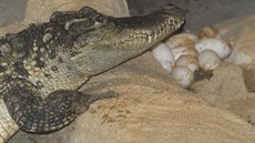 Samice krokodýla siamského v plze�ské zoologické zahrad� poprvé nakladla vejce.