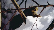 Fotopast zachytila ko�ku divokou v Bílých Karpatech
