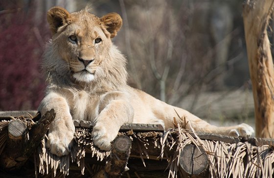 Zlínská zoo pedstavila nového lvího samce Abamboo.