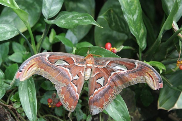 Motýl Attacus atlas.