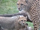 Gepardí mláata u skotaí ve venkovním výbhu