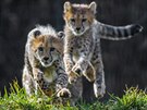 Venkovní výbh si gepardí samiky uívají, zvlát po ránu v nm lítají jako o...