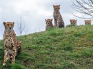 Savannah se svým geparaty na pahorku gepardího výbhu