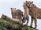 Savannah se svým geparaty na pahorku gepardího výbhu
