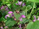 Hluchavka nachová je dalí divokou bylinou, která kvete v jarním období a její...