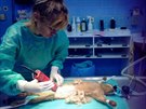 Kateina Hrachovcová pomáhá manelovi na veterinární klinice.