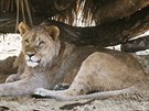 Zlínská zoo představila nového lvího samce Abamboo.