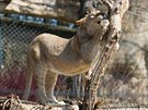 Zlínská zoo představila nového lvího samce Abamboo.