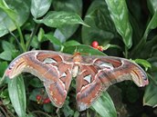 Motýl Attacus atlas.