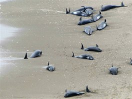 KONEC DELFÍN. Letecký snímek zachycuje delfíny, kteí uvízli na plái Hokota...