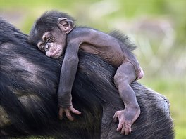 SIESTA. Malý impanz Dayo odpoívá na zádech své matky v zoologické zahrad v...