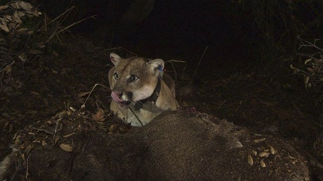 Puma se jmnem P-22 se stala symbolem los Angeles. Kamera ji zachytila v Griffithov parku. (14. dubna 2015)