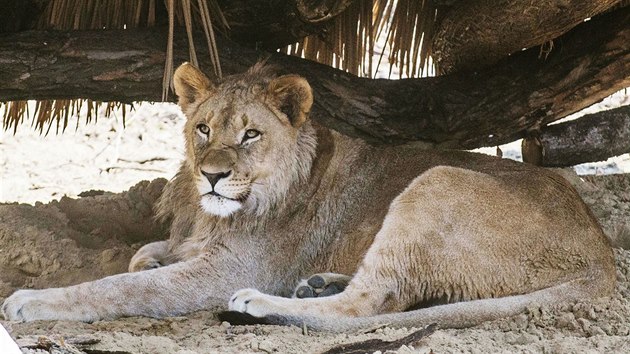 Zlnsk zoo pedstavila novho lvho samce Abamboo.