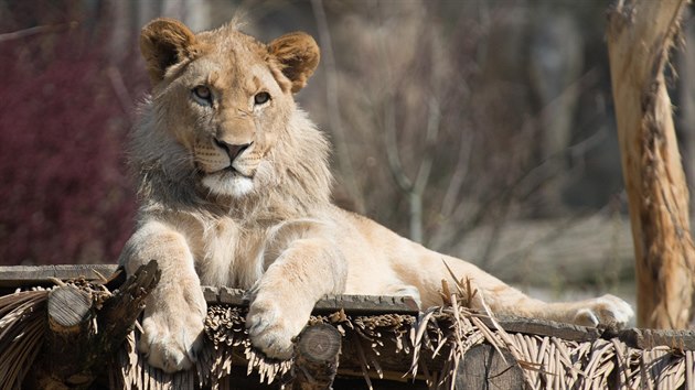 Zlnsk zoo pedstavila novho lvho samce Abamboo.