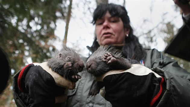 Nejnovějšími přírůstky olomoucké zoologické zahrady na Svatém Kopečku jsou mláďata dikobraza srstnatonosého. Zatím se jim tu říká Pat a Mat.