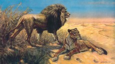 Obraz lva a lvice nakreslil F. X. Procházka už v roce 1923, do školních tříd se...