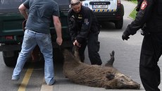 Stádo divokých prasat vbhlo do centra Ústí nad Labem. (16.4.2015)