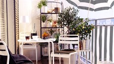 Na balkon� lze p�stovat bylinky, ale také citrusy.