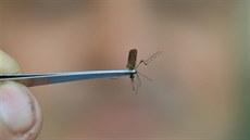 Detailní záběr na komára, jejichž výzkumu se Oldřich šebesta věnuje.