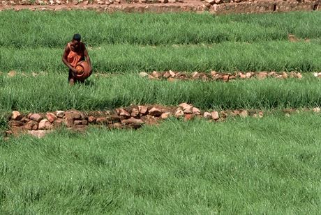V Etiopii pemnili pou v úrodnou oázu. Ilustraní snímek