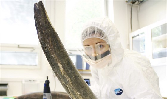 Eleftheria Palkopoulou zkoumá mamutí kel v laboratoi védského muzea pírodní...