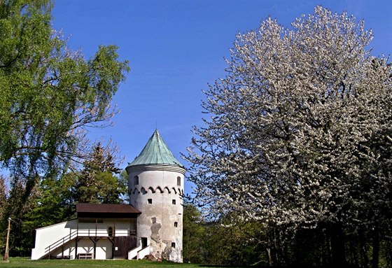 Vie u bílé ve jáchymovského hradu zachránil ped pokácením Bedich Holec.