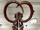 Kostra mamuta v newyorském muzeu.