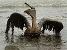 Symbolem tragédie se stal pelikán obalený ropou (kvten 2010)