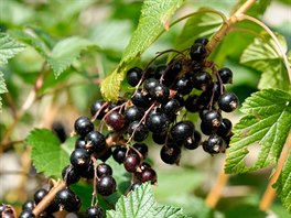 Plody erného rybízu (Ribes nigrum) jsou známé pro antioxidaní úinky, ale...