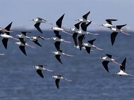 Hejno pták prolétává nad mokady Freedom Island na Filipínách, kde aktivisté u...
