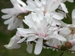 Kvty hvzdokvt magnolie