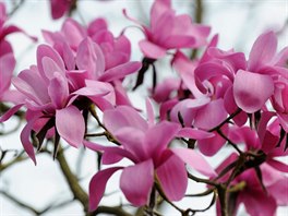 Kvty magnolie druhu Magnolia sprengeri z ny