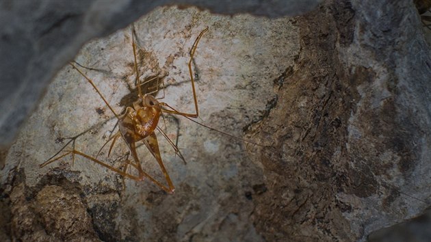 Samice jeskynnho konka (d rovnokdl: Orthoptera). Drav konci se vyznauj extrmn protaenmi tykadly, kter jim slou klep orientaci vtmavch prostorch.