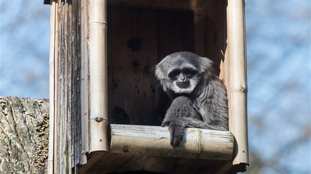 Zlínská zoo láká na vzácné gibony, mezi větvemi skáčou až deset metrů