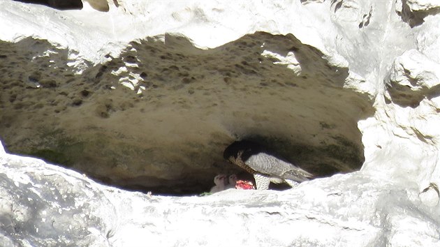 Posledn leton zbr mlat sokola sthovavho na Chrmovch stnch v Teplickch skalch, strce prody zachytil jejich podveern krmen (21.4.2015).