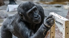 Kiburi vybírá sladké rozinky z otvor v devné idlice.