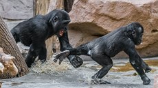 Dvouletý Nuru (vpravo) umí ádit jako drak. Ptiletého bráchy se nebojí, ani...