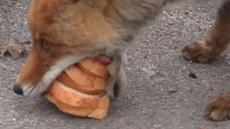 Vyhladovlá lika v ernobylu si z hozeného jídla poskládala sendvi a utekla