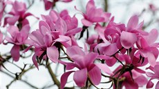 Kvty magnolie druhu  Magnolia sprengeri z íny