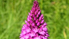 Orchidej rudohlávek jehlancovitý