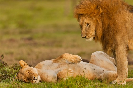 Lvi se v období říje páří až čtyřicetkrát denně, zhruba pět dní za sebou. Aby...